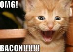 funny-pictures-kitten-is-excited-about-bacon.jpg