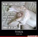 cat yoga.jpg