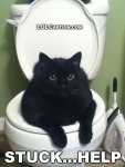 black toilet cat.jpg