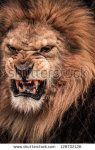 stock-photo-close-up-shot-of-roaring-lion-128702126.jpg