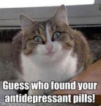 anti-depressed cat.jpg