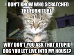 cat furniture.jpg