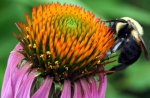 bumblebee on flower.jpg