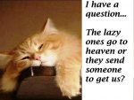 1-lazy-cat-question.jpg