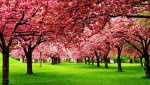 Cherry Blossoms.jpg