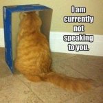 not speaking to you cat.jpg