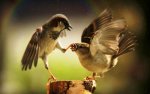 Bird Fight.jpg