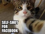 Cat Selfie.jpg