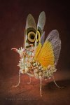 A-Bizarrely-beautiful-Spiny-Flower-Mantis.jpg