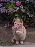 Cat Sniffing Flower.jpg
