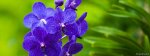blue orchids.jpg