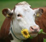 cow holding flower.jpg