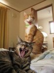 a.baa-The-laughing-cats.jpg