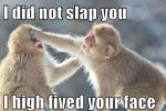 monkey slap.jpg