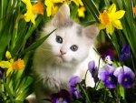 daffodil cat.jpg