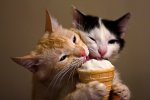 cats eating ice cream.jpg