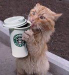 cat-with-coffee-cup.jpg