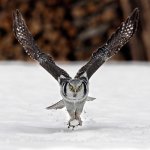 an owl.jpg