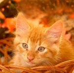 animal-cat-olors-orange-photo-Favim.com-193003_large.jpg
