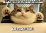 Marshmallow Cat.jpg