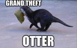 otter theft.jpg