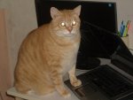 Cat_using_computer.jpg