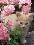 Cat In Flowers.jpg