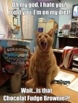 Cat-diet-ice-cream-meme.jpg