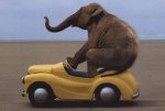 Yellow-car-with-elephant-driver.jpg