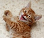 Yawning Kitten.jpg