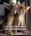 Clean Cat Spit.jpg