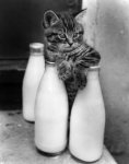 Milk Bottle Cat.jpg
