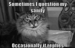 funny-cat-sanity-crazy-question.jpg