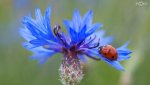 ladybug on blue flowers.jpg