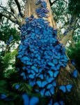 cluster of butterflies.jpg