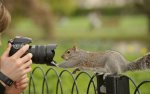 Curious Squirrel.jpg
