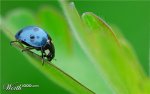 Blue-Ladybug.jpg