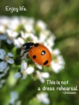 Enjoy Life - Ladybug iphone Macro 4610 LR with quote-_low res.jpg