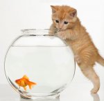 Cat & Fish.jpg