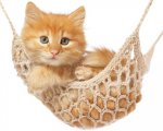 kitty hammock.jpg