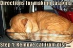 Lasagna Cat.jpg