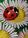 ladybug walk-crop-u7458.jpg