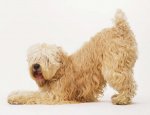 soft-coated-wheaten-terrier.jpg