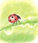 ladybug_by_safikei-d838w2b.jpg
