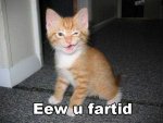 funny-cat-pictures-with-captions-i-farted-2.jpg