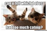 funny-cat-quotes-pictures.jpg