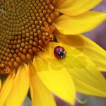 ladybug_on_sunflower_tile_coaster.jpg