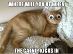 Catnip Kicks In.jpg