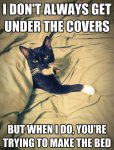 Undercover Cat.jpg