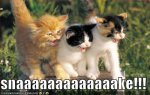 funny-cats-and-kittens-8.jpg